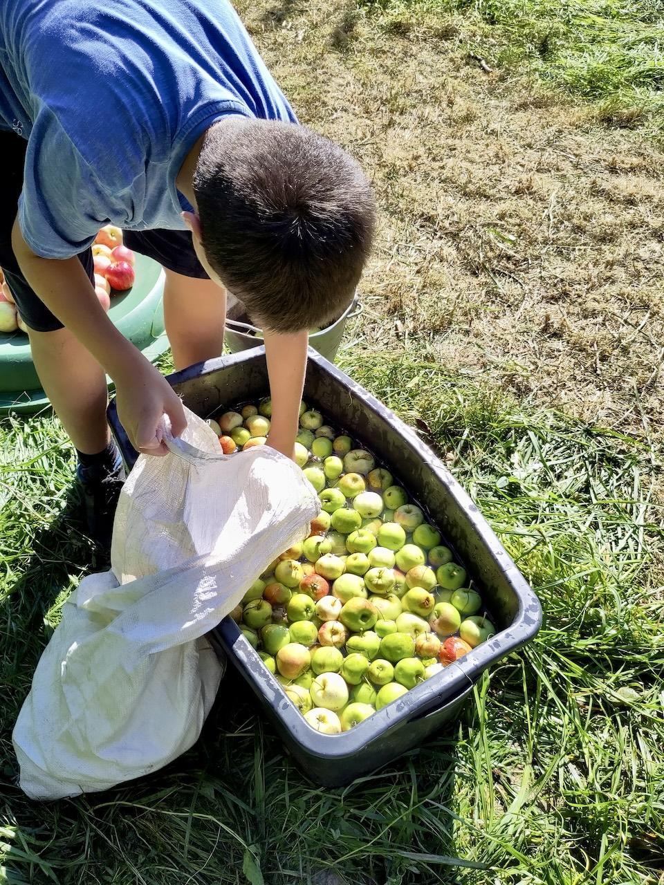 Apfelernte auf der Streuobstwiese der Schule
